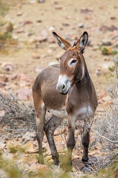 Vertical portrait of a wild burro standing in a rocky desert landscape in Oatman, Arizona, USA
