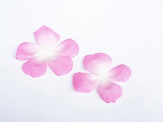 Obraz premium The background image features pink flowers placed on a white background. It looks beautiful.