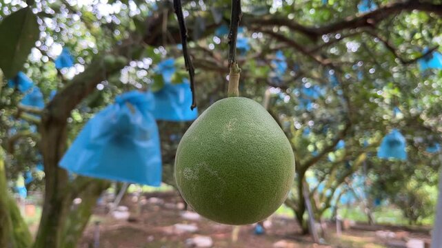 Close-up of pomelo fruit, with plastic covered pomelos hanging from tree in the background