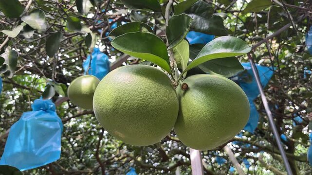 Close-up of Pomelos fruit, with plastic covered pomelos hanging from tree in the background