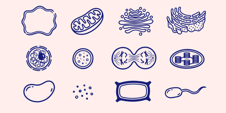Cell biology and microbiology diagram icons with microbiology organelles mitochondria cellular microscopic structure education research microscope organism biochemistry division scientific