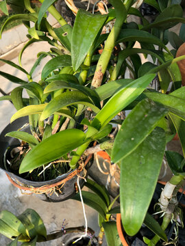 Healthy dendrobium orchid plant showing green leaves, mature stems, and natural growth structure. Suitable for horticulture, gardening, botanical, and tropical plant concepts.