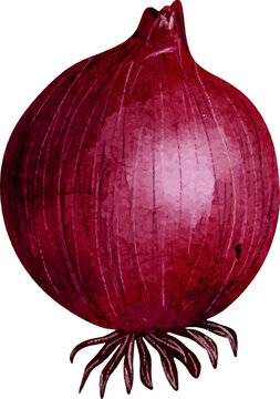 Red onion with watercolor texture and transparent background