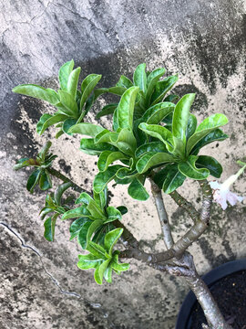 Close view of glossy adenium leaves showing natural texture and vibrant green color, perfect for botanical backgrounds, plant education, gardening content, and nature inspired designs.