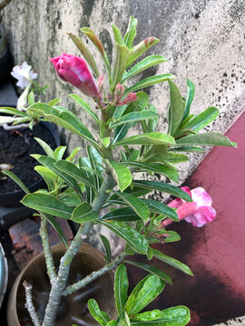 Pink adenium flower buds growing among green leaves, capturing the natural blooming process of ornamental desert rose plants for floral, gardening, and botanical themes.