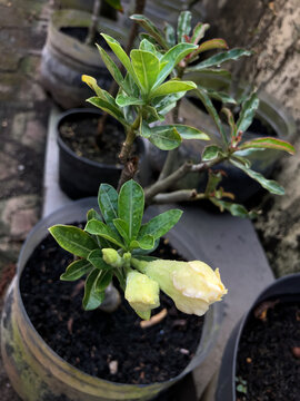 Yellow adenium flower buds surrounded by lush green leaves, presenting ornamental tropical beauty for gardening inspiration, botanical imagery, landscaping, and floral decoration.