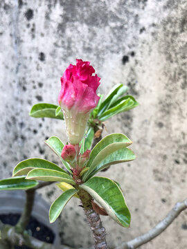 Close view of blooming pink adenium flower with smooth petals and green leaves. Ideal botanical image for tropical gardening, plant lovers, and floral concepts.