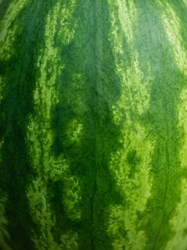 Vibrant green striped watermelon rind texture in a vertical portrait orientation provides an organic surface for food marketing, healthy living backgrounds, and summer design templates.