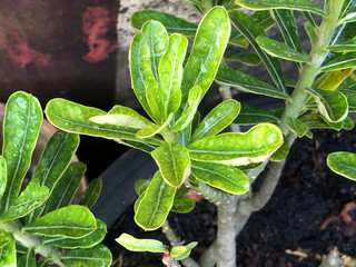 Fresh adenium leaves covered with water droplets showing glossy green texture and natural details. Tropical succulent foliage for botanical, gardening, plant care, and nature concepts. © Joko
