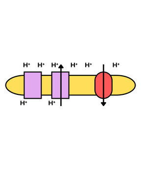 Cellular Respiration Chemiosmosis ATP Synthase Transport of ATP into the Mitochondria Biology