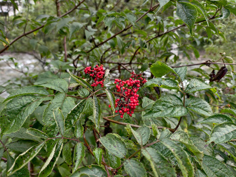 Leaves and red berries of bunches of elderberry in latin Sambucus racemosa wet after rain.