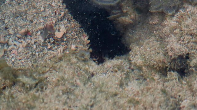 Sea Cucumber Moving Across the Seabed While Feeding
