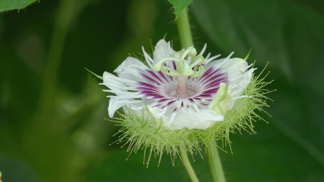 Passionflower Bloom on a Climbing Tropical Vine
