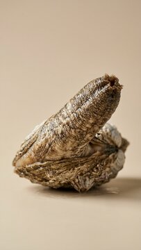 Fresh raw geoduck clam with long siphon resting on neutral studio background with soft lighting