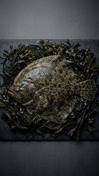 Fresh whole raw turbot fish on seaweed bed resting on dark slate board overhead