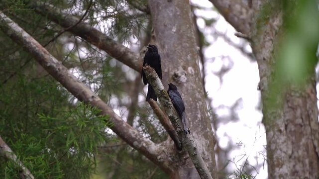 Medium static shot of two Greater Racket-tailed Drongos perched together on a pine branch, looking around attentively amidst lush evergreen foliage and bark in soft daylight.
