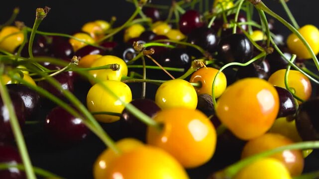 Vibrant assortment of freshly picked red and yellow wild cherries with long green stems slowly gliding, showcasing their ripe and juicy texture on a contrasting dark studio background
