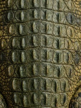 Vertical macro portrait of a green crocodile skin texture showcasing the detailed pattern of natural scales for leather industry mockups, wildlife education, and background textures.