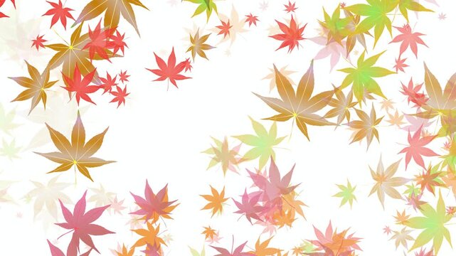 Floating Japanese Maple Leaves 4K