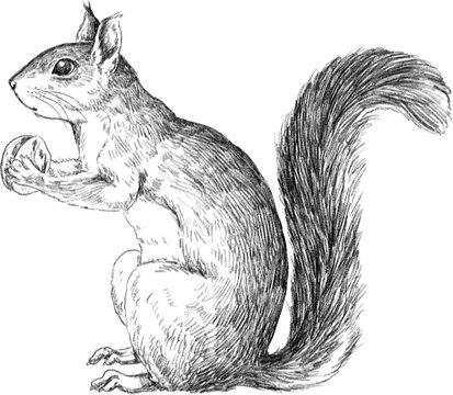 squirrel drawing