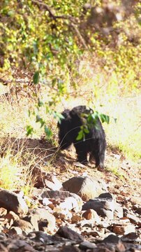An authentic shot of a wild sloth bear foraging and walking through the rocky, sundrenched forest floor of an Indian wildlife sanctuary.