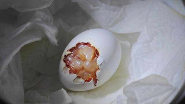 The bird hatched from the eggshell.