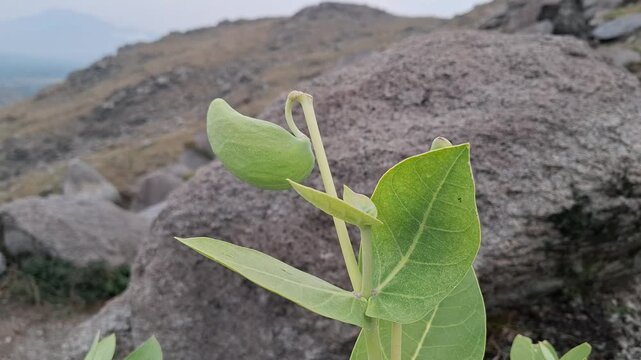 Calotropis procera, Giant Milkweed or Apple of Sodom mountainy plant 