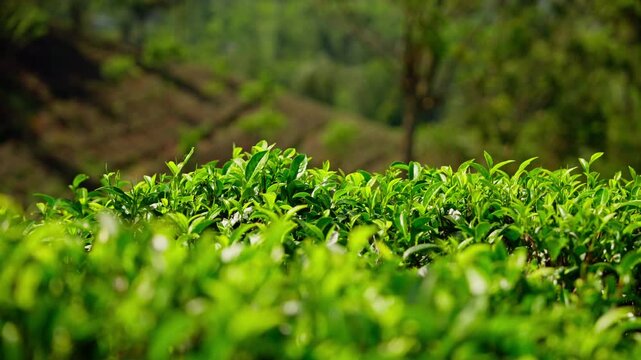 Close-up of fresh green tea leaves and buds growing in neat rows on a hillside plantation in Sri Lanka, with softly focused terraced fields behind.