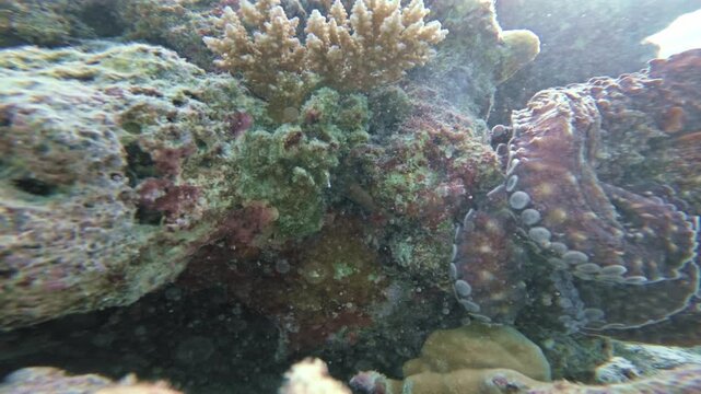 A large reef octopus crawls over colorful coral and passes close to a static underwater camera, revealing textured skin, a pale eye and rows of suction cups in the tropical Maldives.
