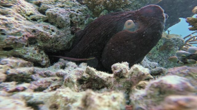 A reddish-brown slowly crawls into its cave and moves among coral rocks on a tropical reef in the Maldives, revealing textured skin, a prominent eye and rows of suckers underwater.