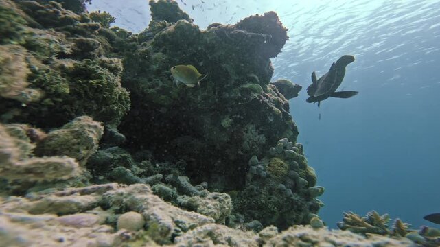 A camouflaged octopus emerges over a rocky coral outcrop and briefly fills a static low-angle view as tropical fish pass through sunlit reef water in the Maldives.