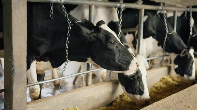 Black and white dairy cows eating feed inside a modern cowshed. 