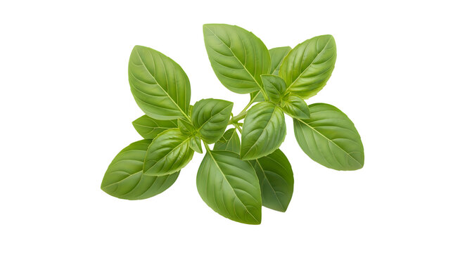 Fresh green basil leaves sprig isolated on a simple surface