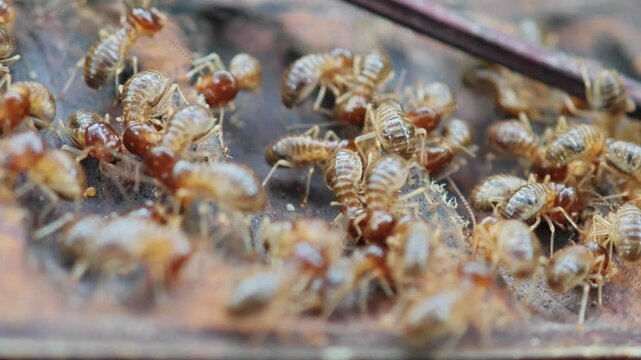 Termite trail