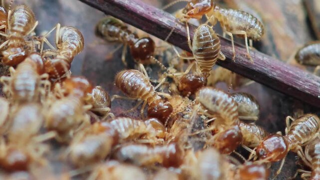 Termite trail