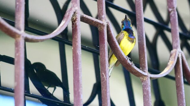 Garden or Olive-backed or Yellow-bellied sunbird perch and preening on iron bars, Small male bird has a panel of purple, blue, and orange feathers beneath its beak and reflection  in the window panes