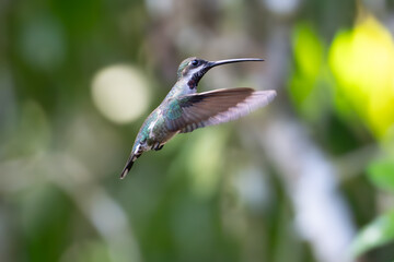 Fototapeta premium A small hummingbird in flight captured mid-air against a blurred natural green forest background