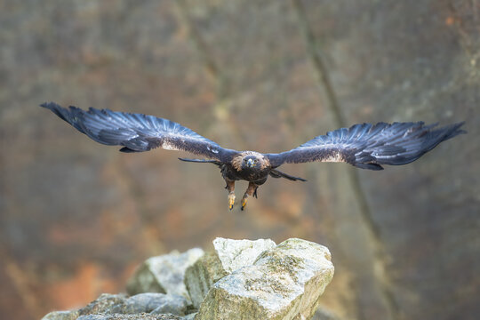 The Rock Eagle (Aquila chrysaetos) is one of the largest terrestrial eagles in the Northern Hemisphere and, immediately after the Sea Eagle, the largest predator living in the Czech Republic
