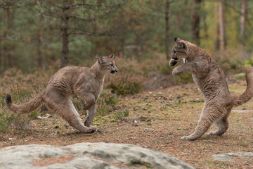 Cougar (Puma concolor), also commonly known as the mountain lion, puma, panther, or catamount. is the greatest of any large wild terrestrial mammal in the western hemisphere. © vaclav