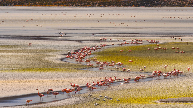 Flamingos at lake in Bolivia (Laguna Canapa) near Uyuni