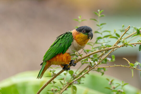 Colorful black-headed caique parrot perched on a delicate thin branch in a natural garden setting