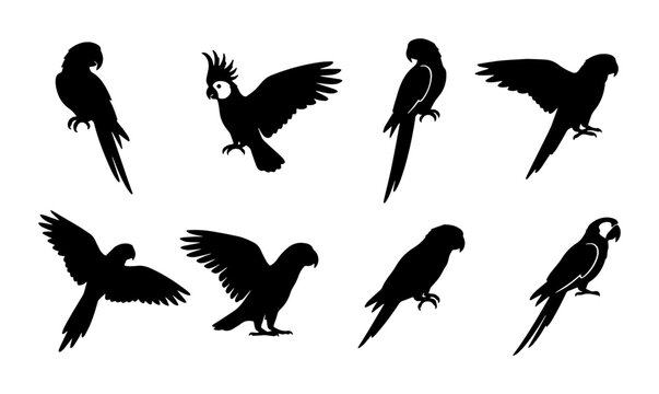 Tropical parrot silhouettes collection, 8 exotic bird vector icons. Black macaw and cockatoo shapes for wildlife design and nature logos.