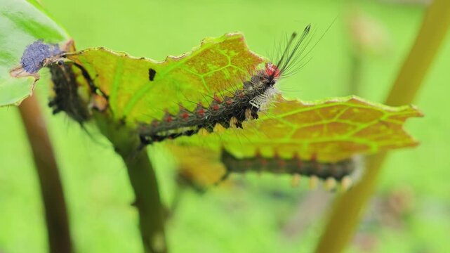 Lotus leaf-eating caterpillars