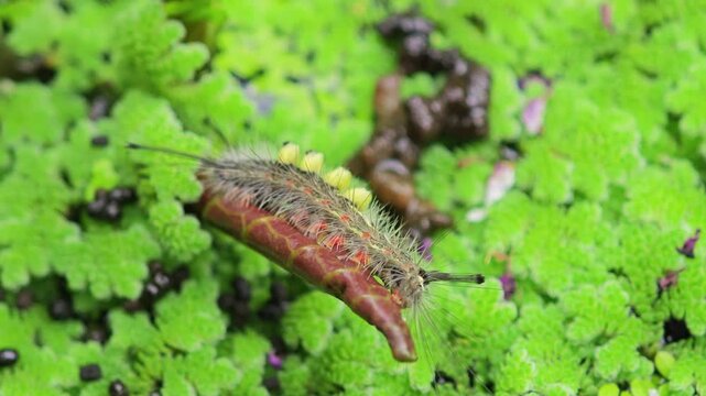 Lotus leaf-eating caterpillars