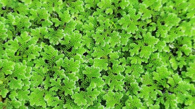 Red duckweed