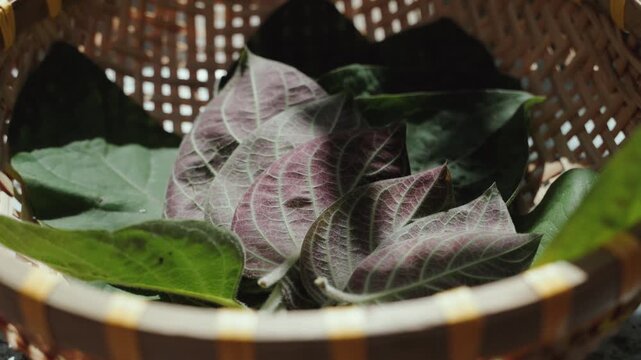 La Mo, Paederia Foetida or Skunkvine Creeper with Leaves, Also Known as Stinkvine or Chinese Fever Vine. Paederia foetida has many medicinal value