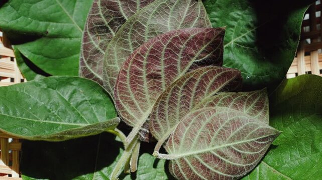 La Mo, Paederia Foetida or Skunkvine Creeper with Leaves, Also Known as Stinkvine or Chinese Fever Vine. Paederia foetida has many medicinal value