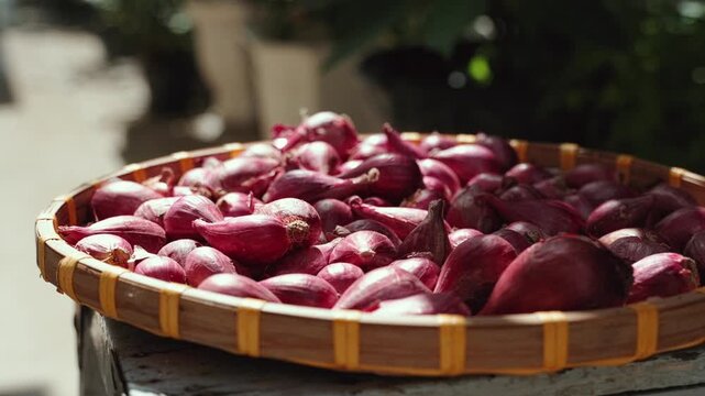 Large, fresh red shallots. A detailed close-up video of shallots.