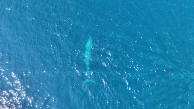 Omura's Whale Surfacing and Diving in Blue Open Water