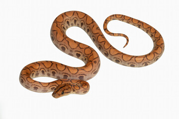 Obraz premium The Brazilian rainbow boa (Epicrates cenchria) is non-venomous snake, semi-arboreal, and native to Central and South America. 